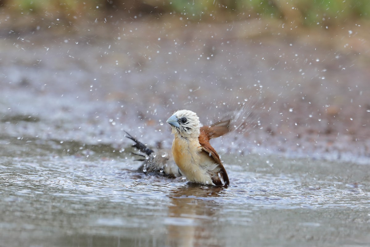 Yellow-rumped Munia - Marc Gardner