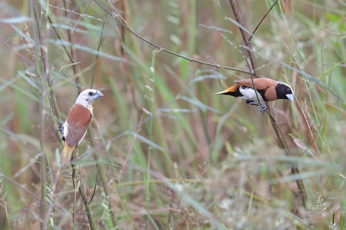 Yellow-rumped Munia - Marc Gardner