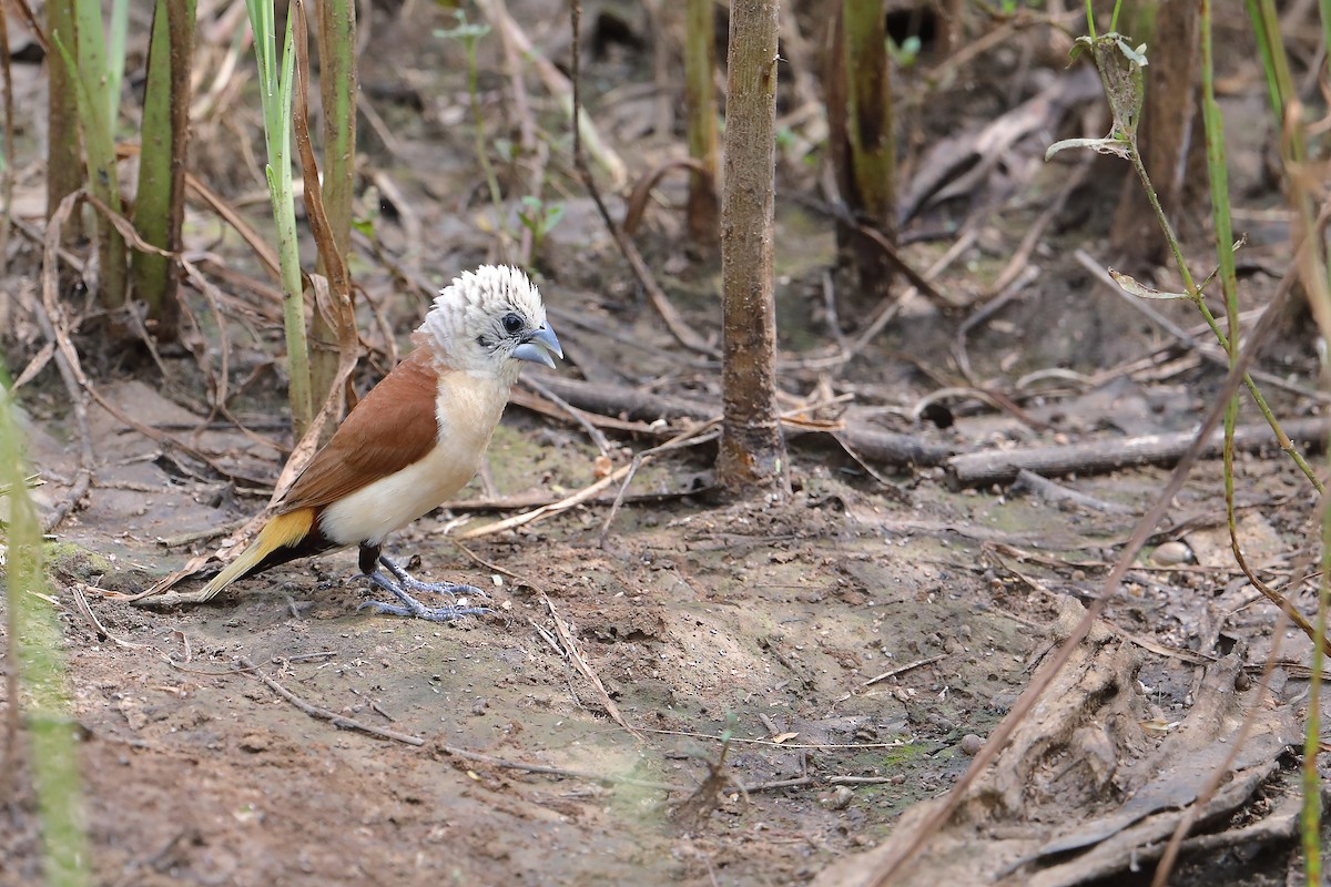 Yellow-rumped Munia - Marc Gardner