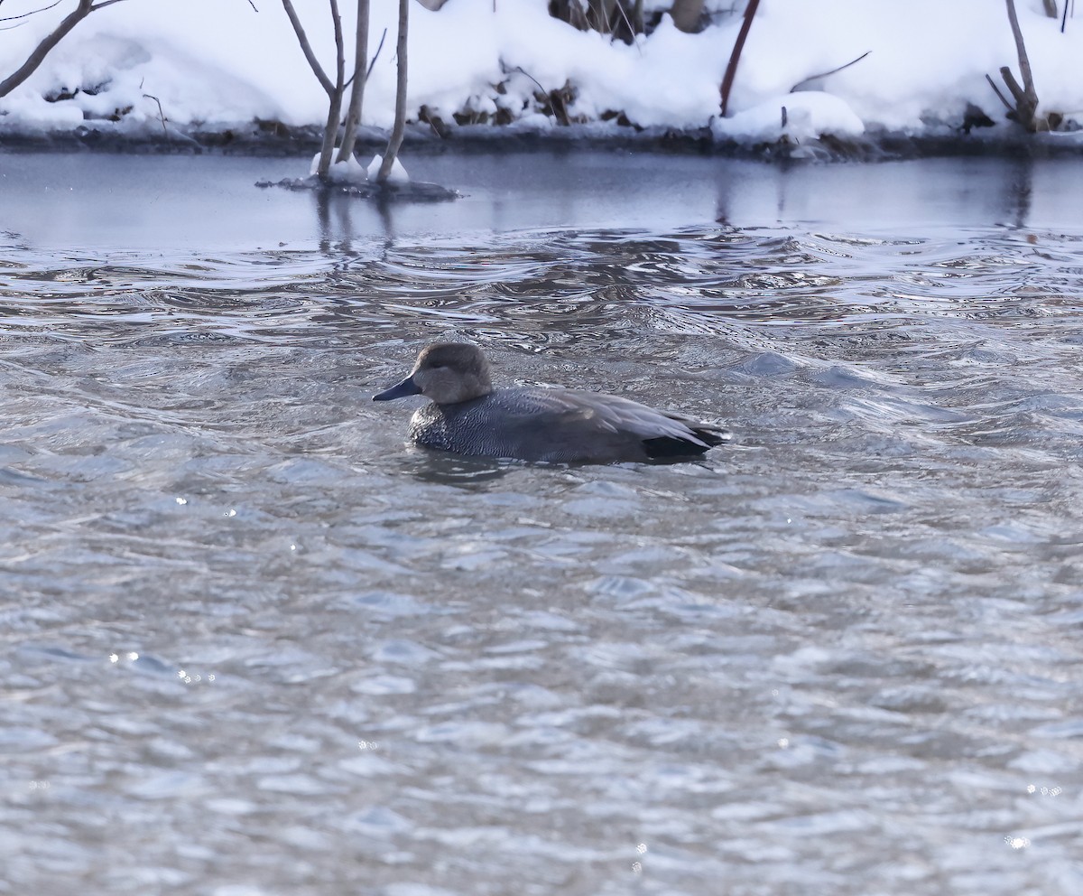 Gadwall - Scott Sneed