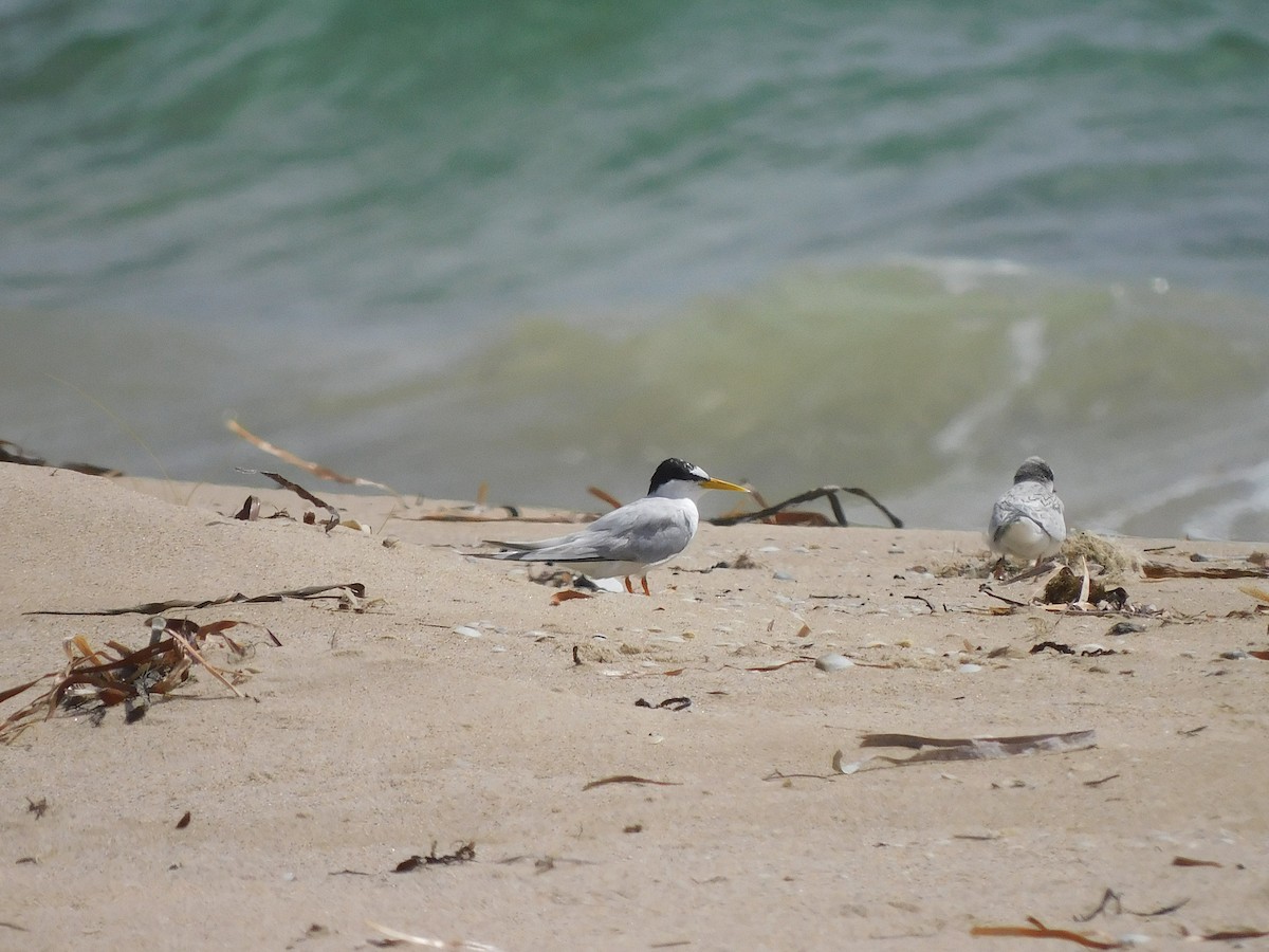 Little Tern - ML417973311