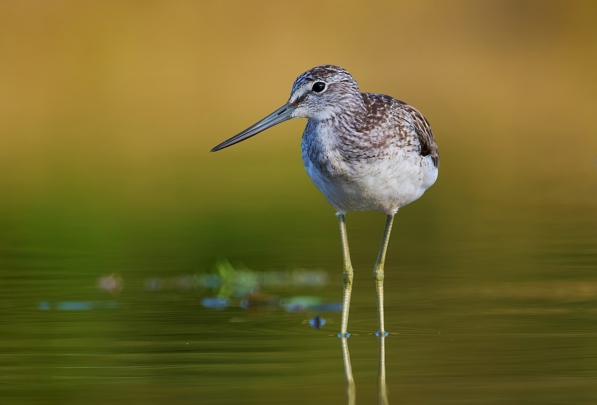 Common Greenshank - Jiří Švestka