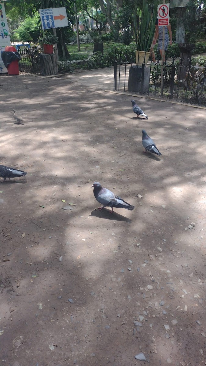 Rock Pigeon (Feral Pigeon) - ML417974061