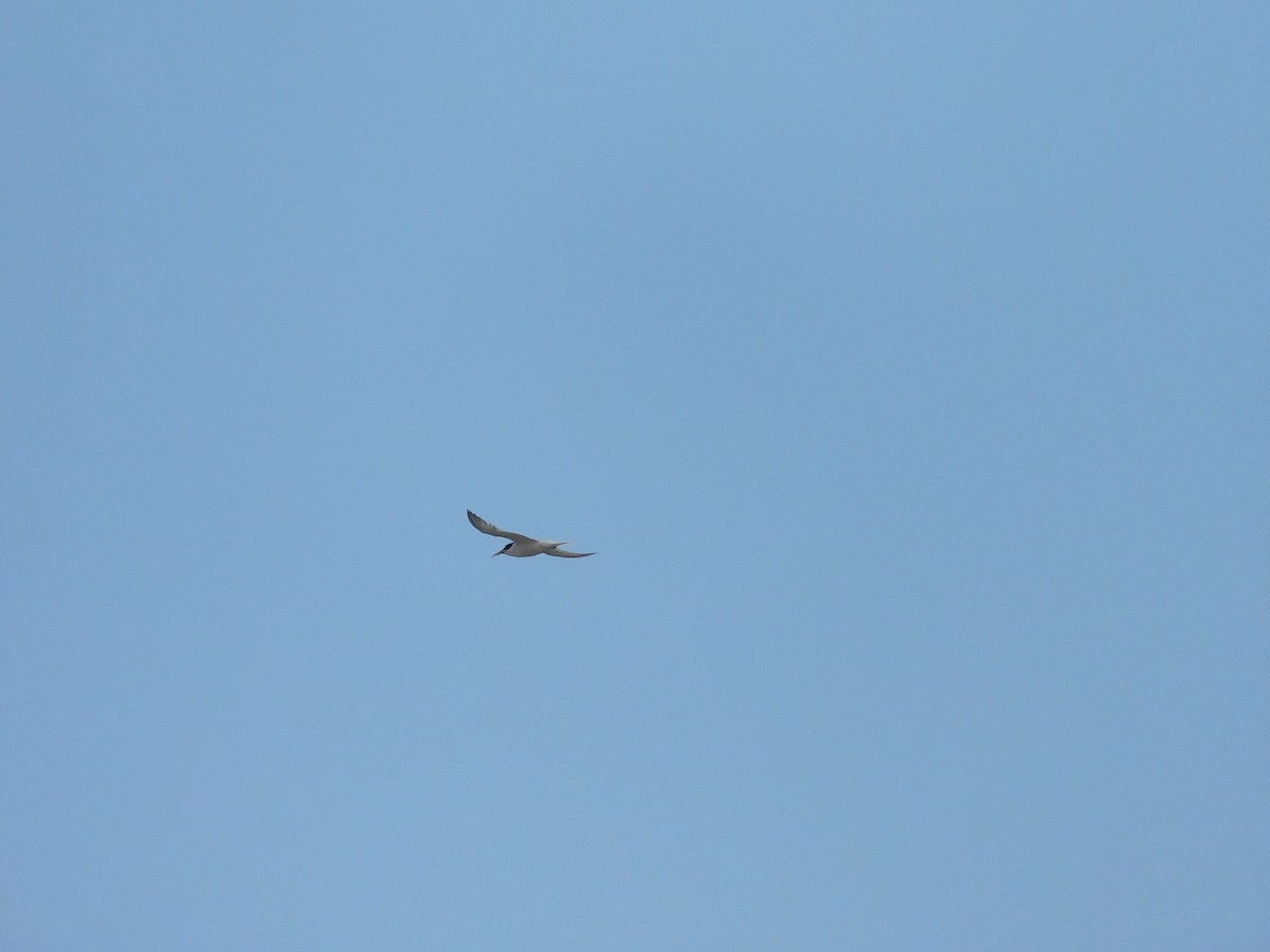 Little Tern - ML417974591