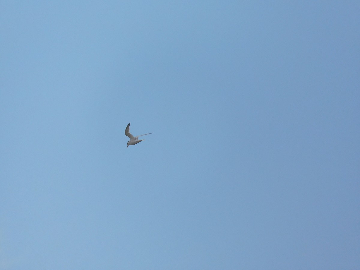 Little Tern - ML417974681