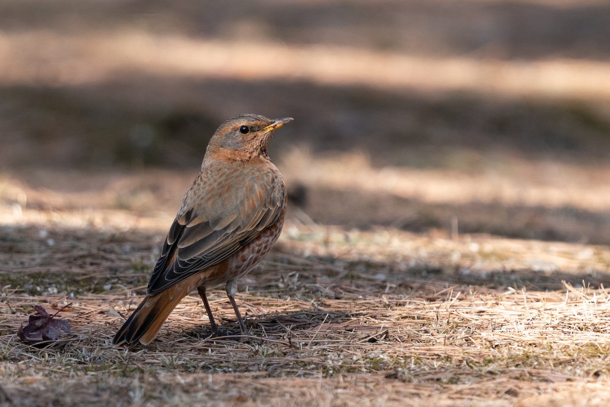 Naumann's Thrush - ML417974691