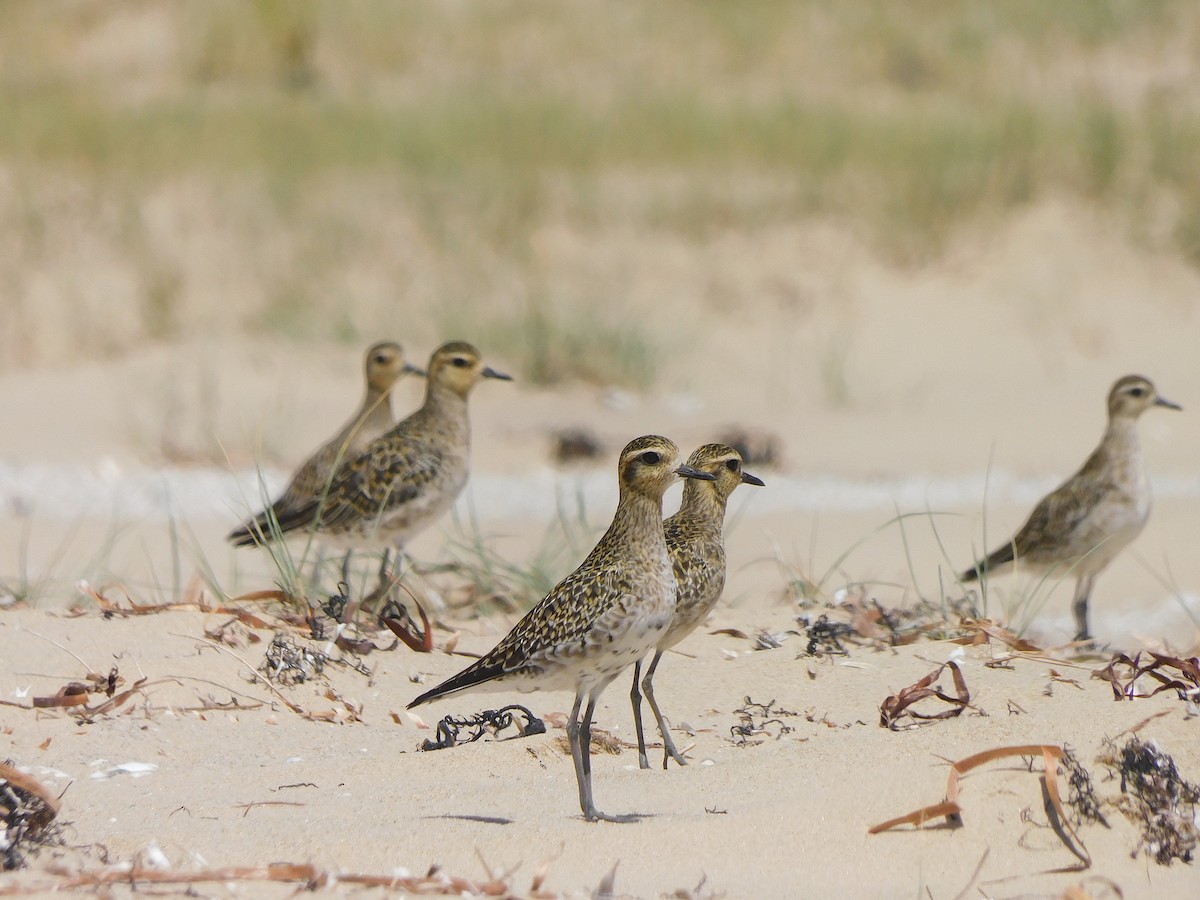 Pacific Golden-Plover - ML417977031