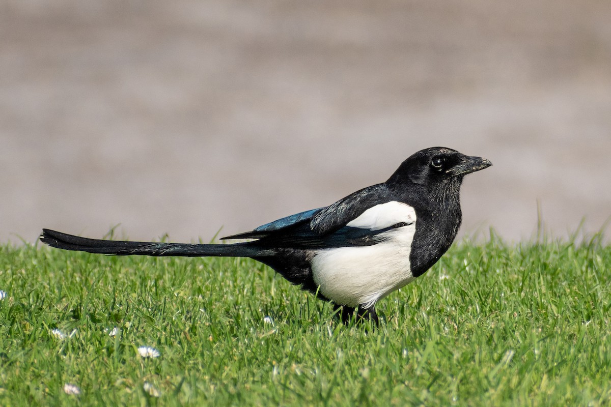 Eurasian Magpie - ML417977151