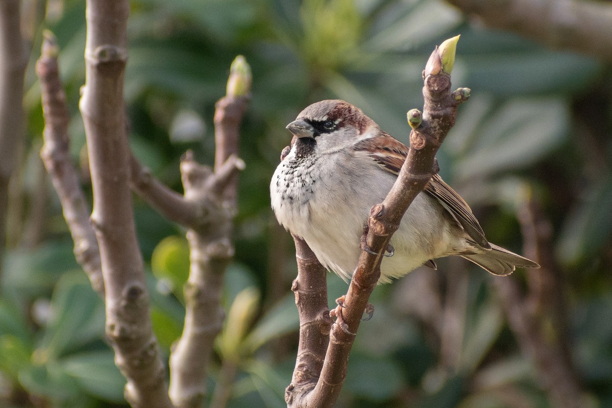 House Sparrow - ML417977611