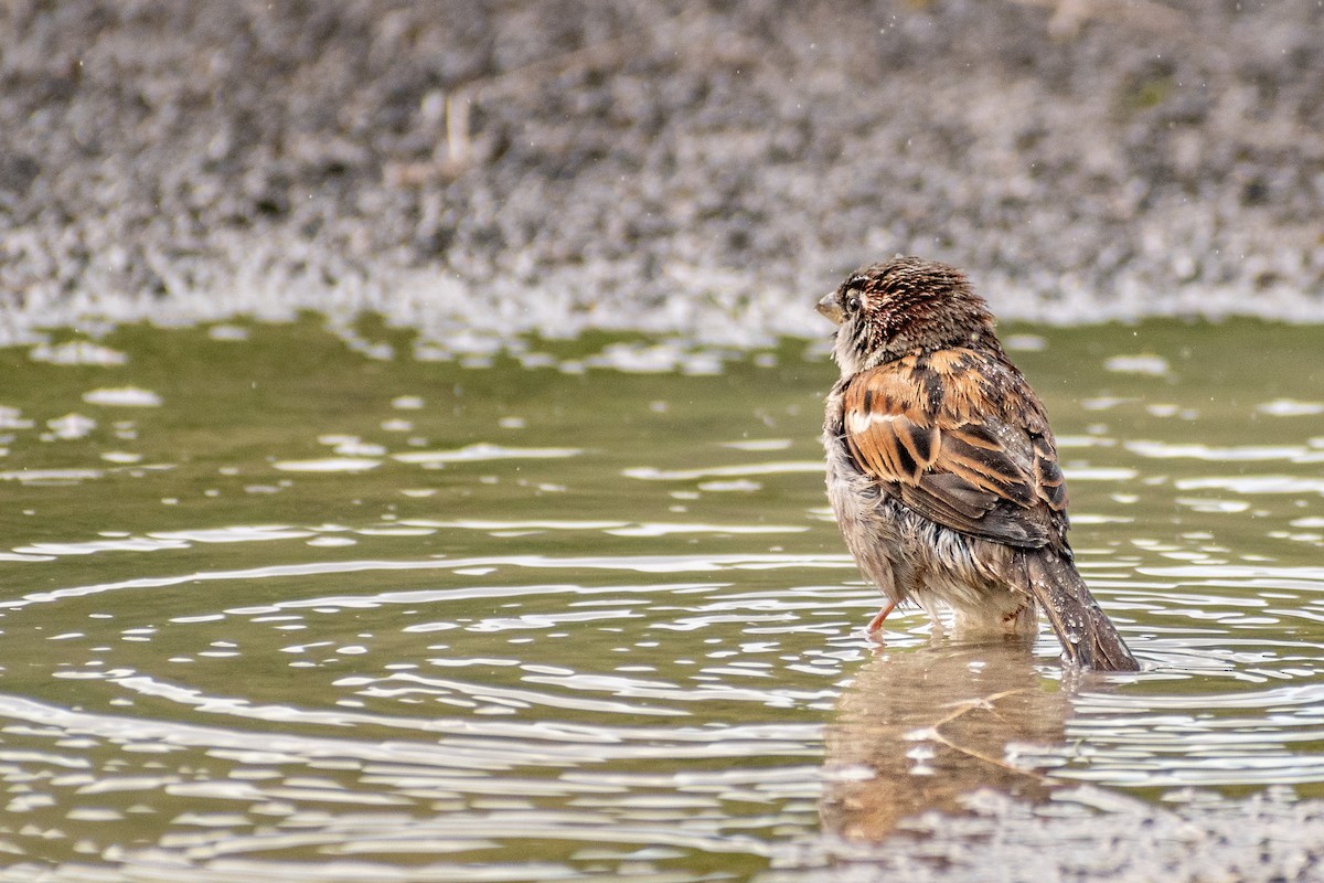 House Sparrow - ML417977631