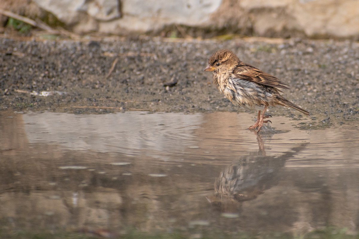 House Sparrow - ML417977651