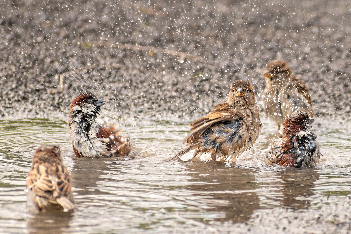 House Sparrow - ML417977681