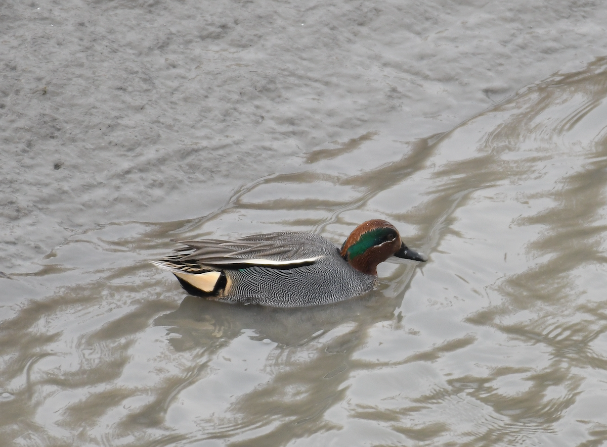 Green-winged Teal - Younji Jung