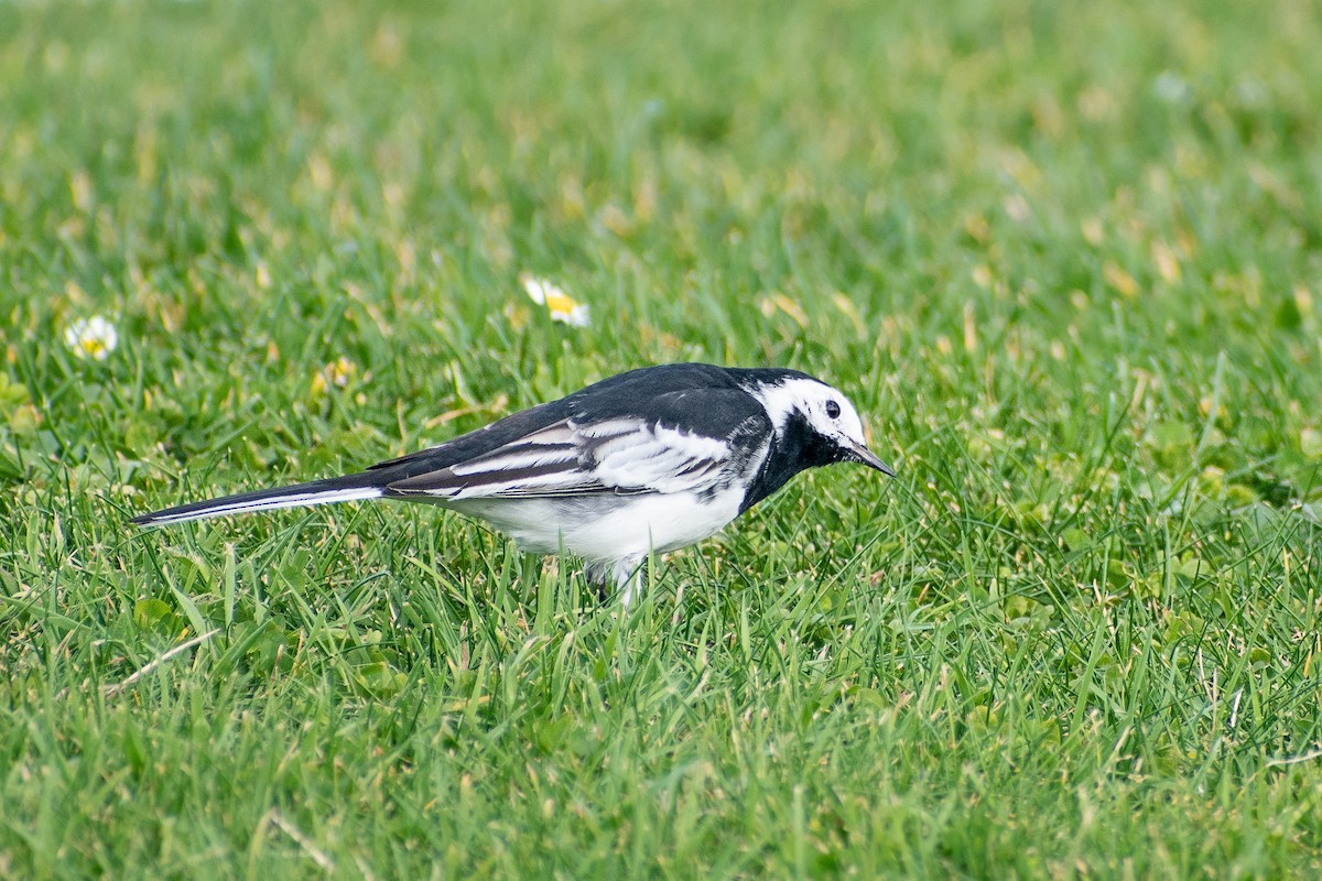 White Wagtail (British) - ML417977811