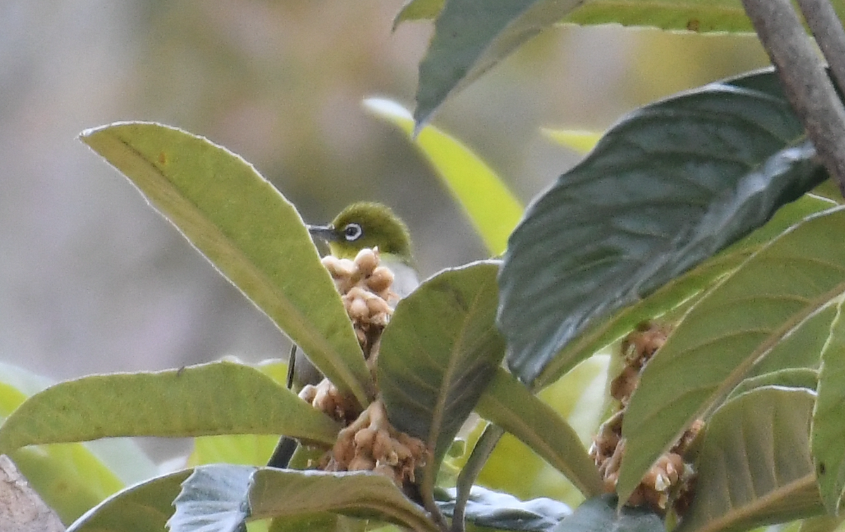 Warbling White-eye - ML417977871