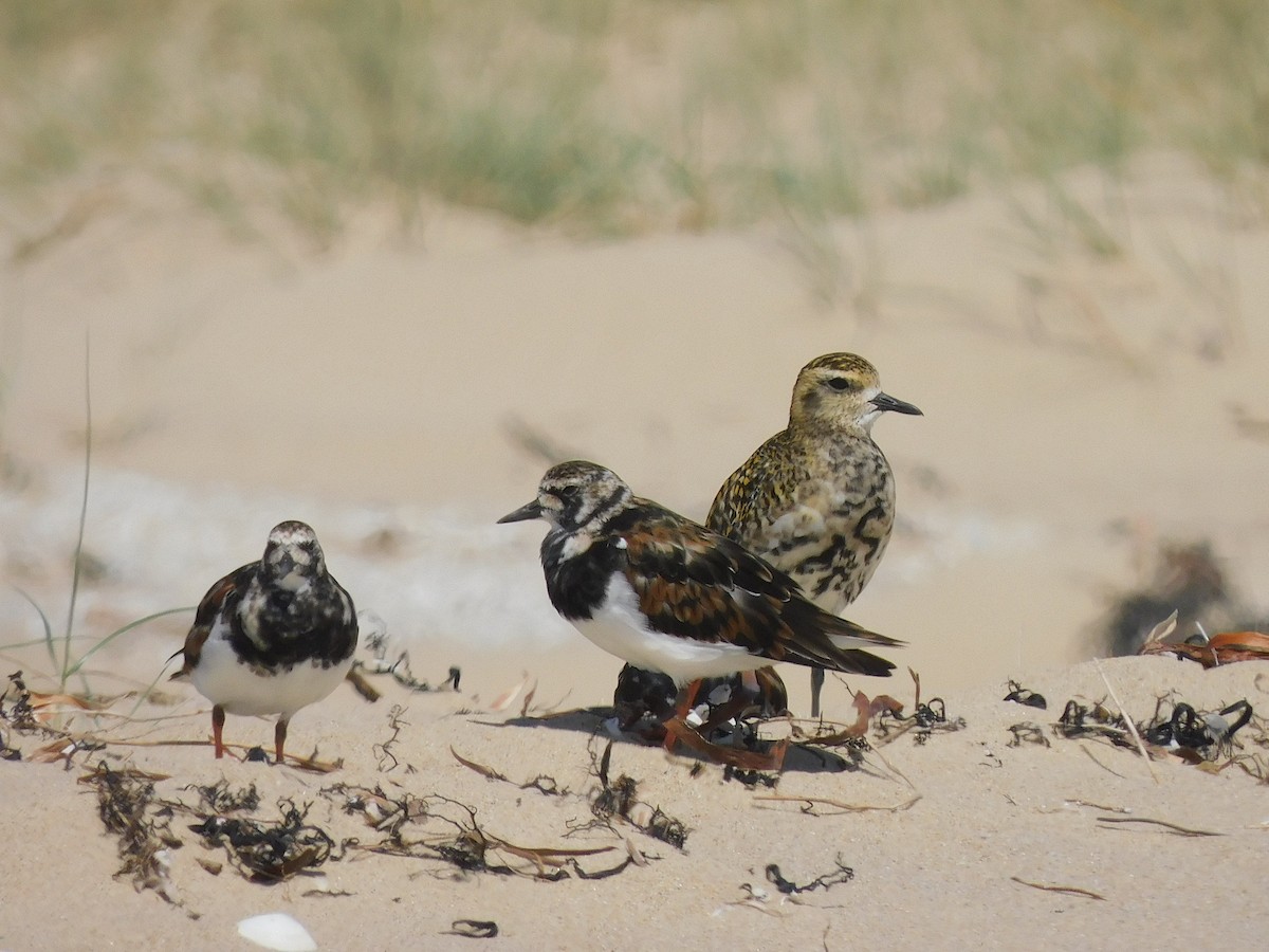 Pacific Golden-Plover - ML417978171