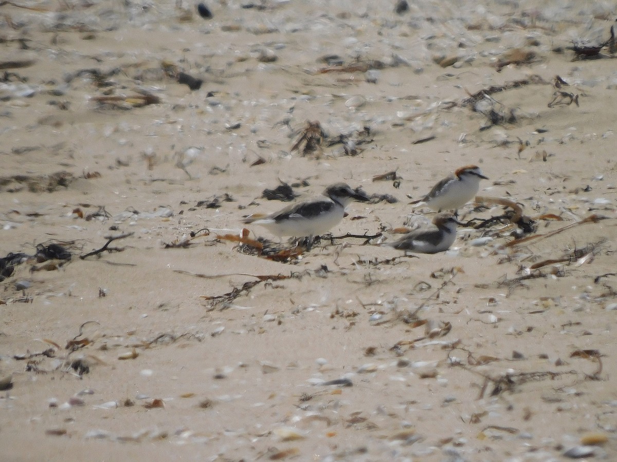 Red-capped Plover - ML417978611