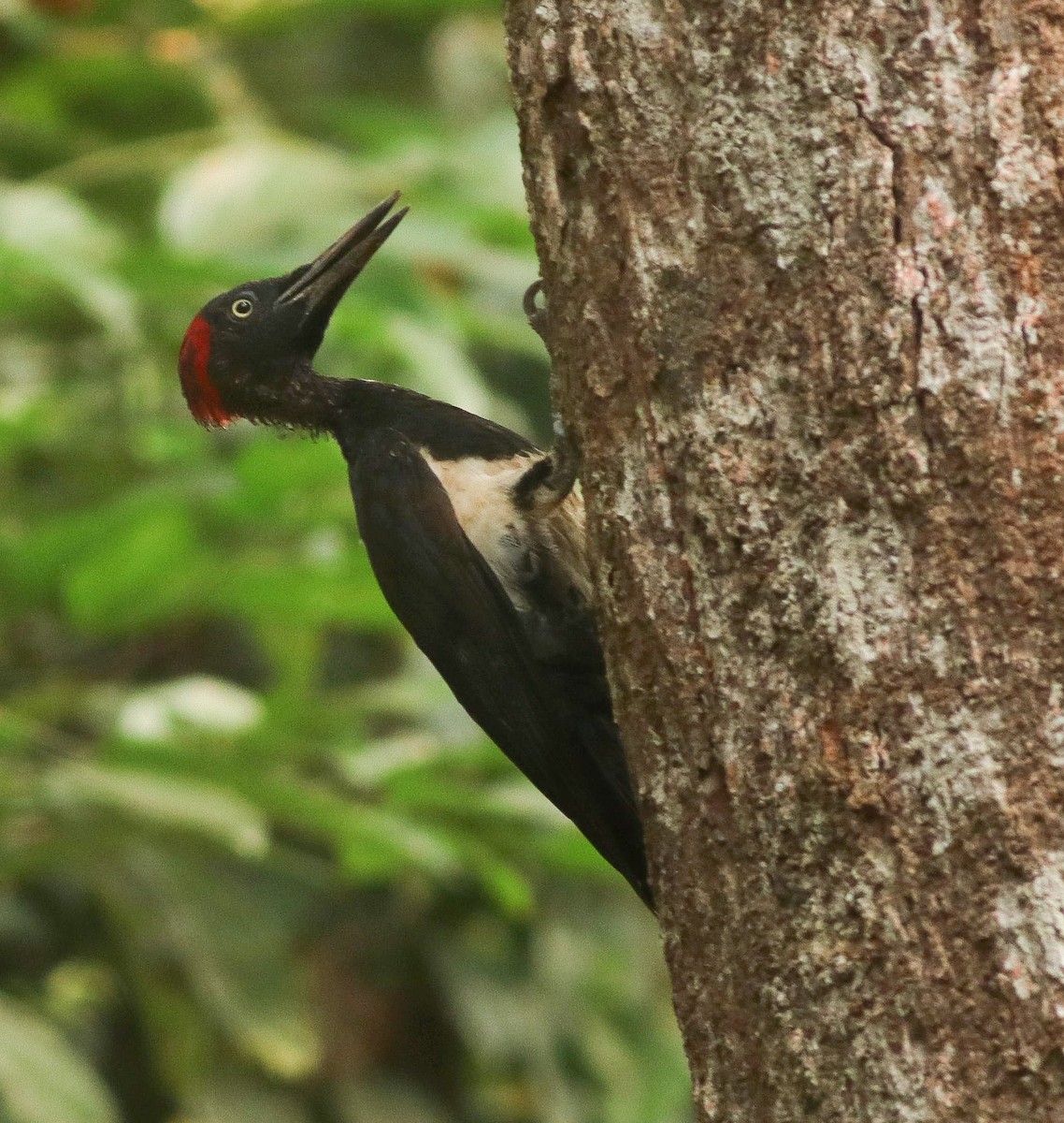 White-bellied Woodpecker - Kaajal Dasgupta
