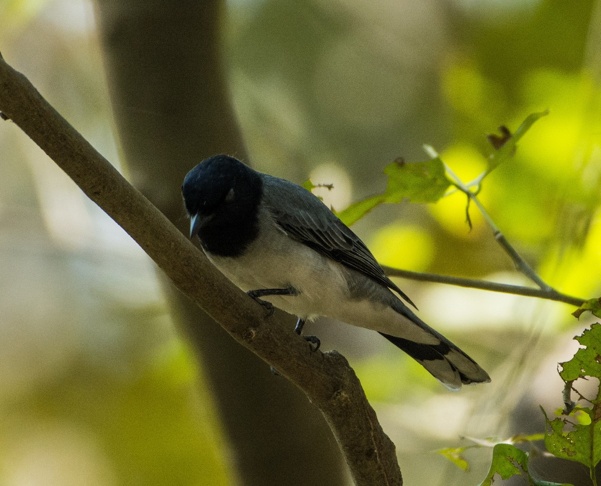 Black-headed Cuckooshrike - ML417980251