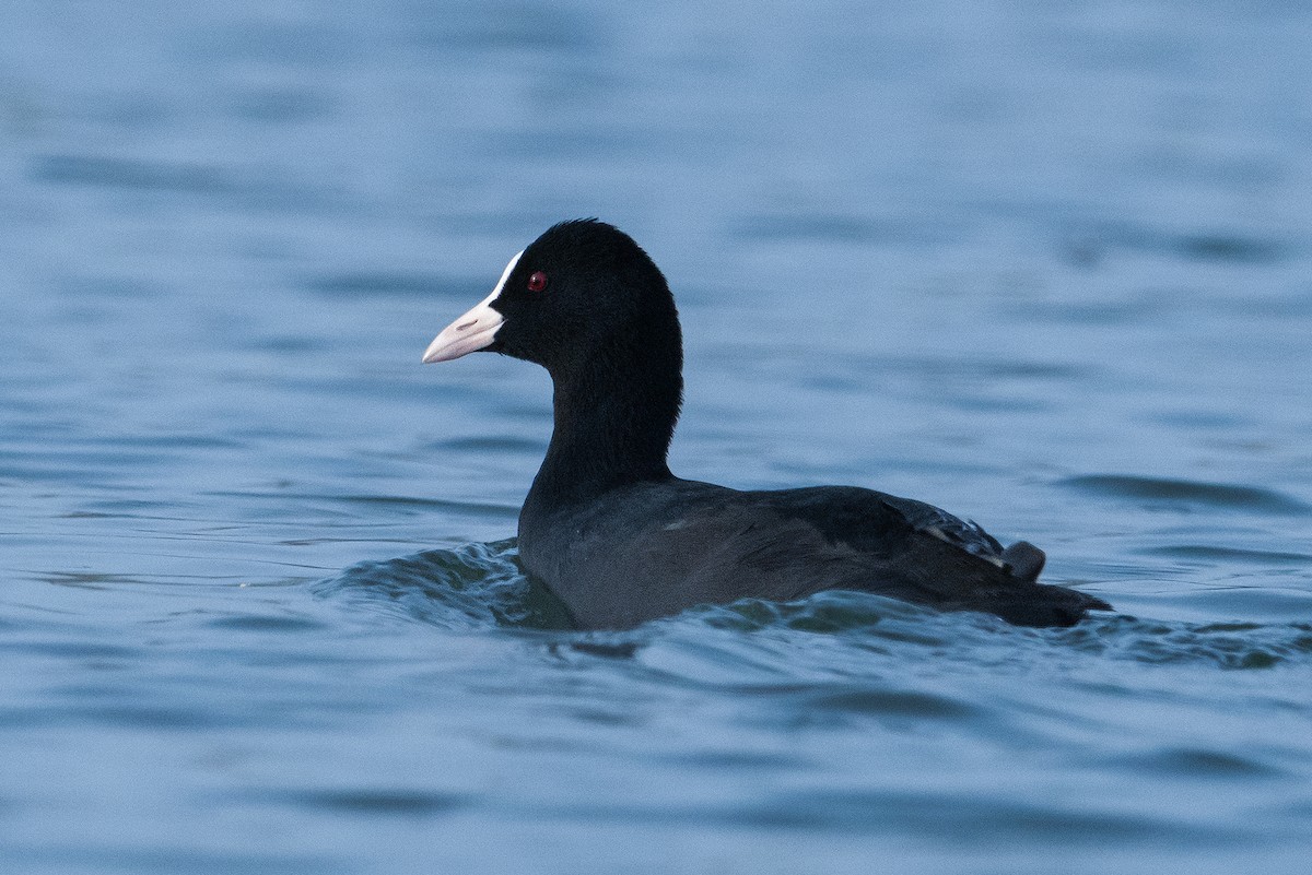 Eurasian Coot - ML417980601