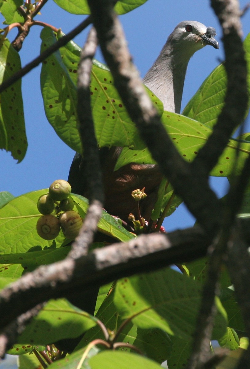 Микронезийский плодовый голубь - ML41798071