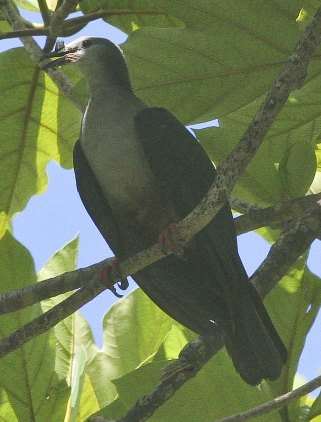 Micronesian Imperial-Pigeon - Eric VanderWerf