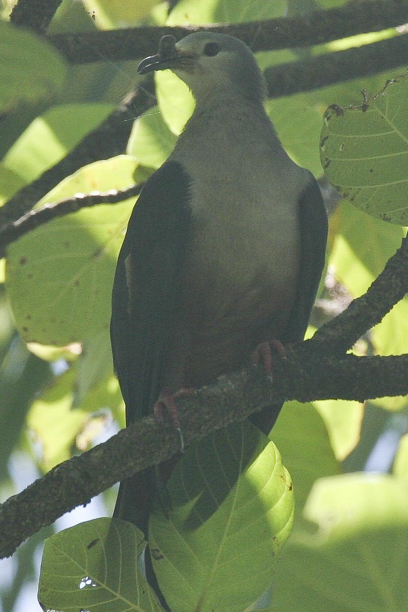 Dúcula de Micronesia - ML41798091