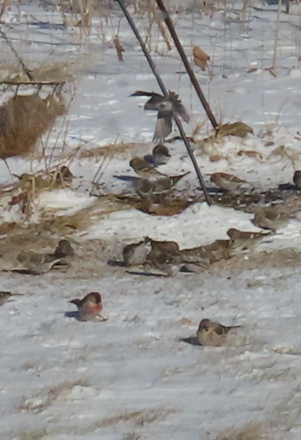 Redpoll (Common) - ML417981081