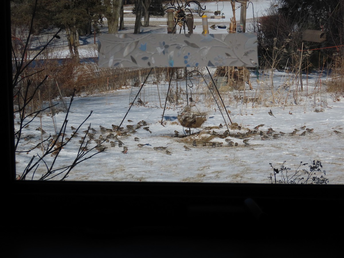 Redpoll (Common) - ML417981121