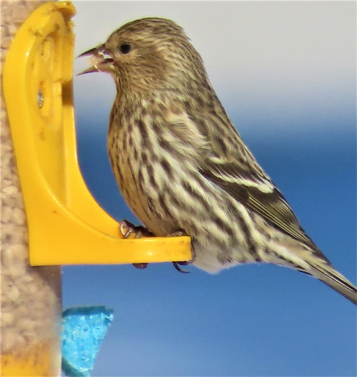 Pine Siskin - ML417981221