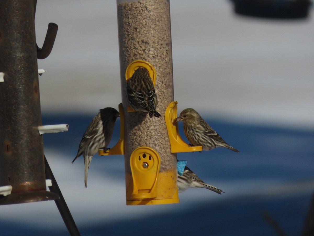 Pine Siskin - ML417981661