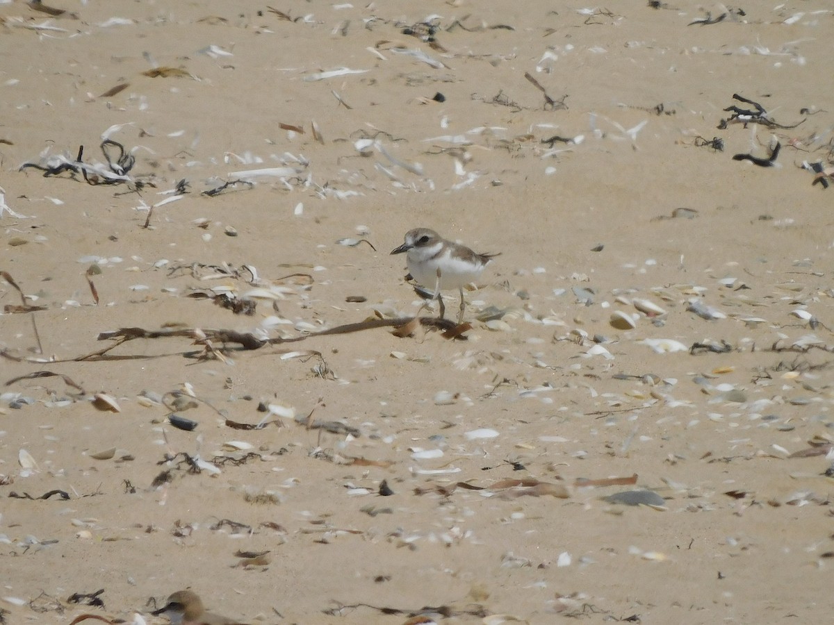 Greater Sand-Plover - ML417981961