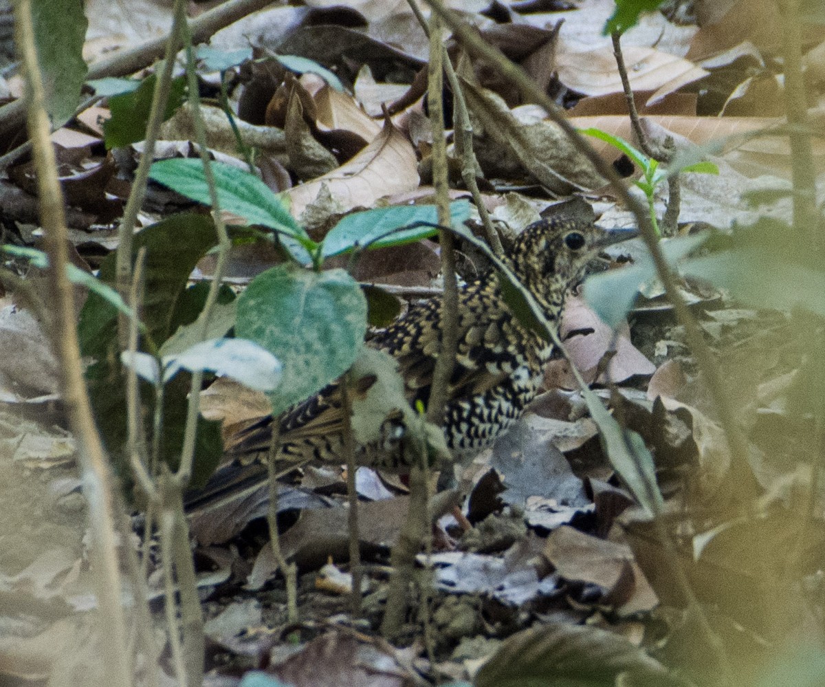 Scaly Thrush - SWARUP SAHA