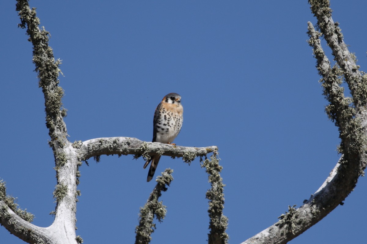 American Kestrel - ML417983661