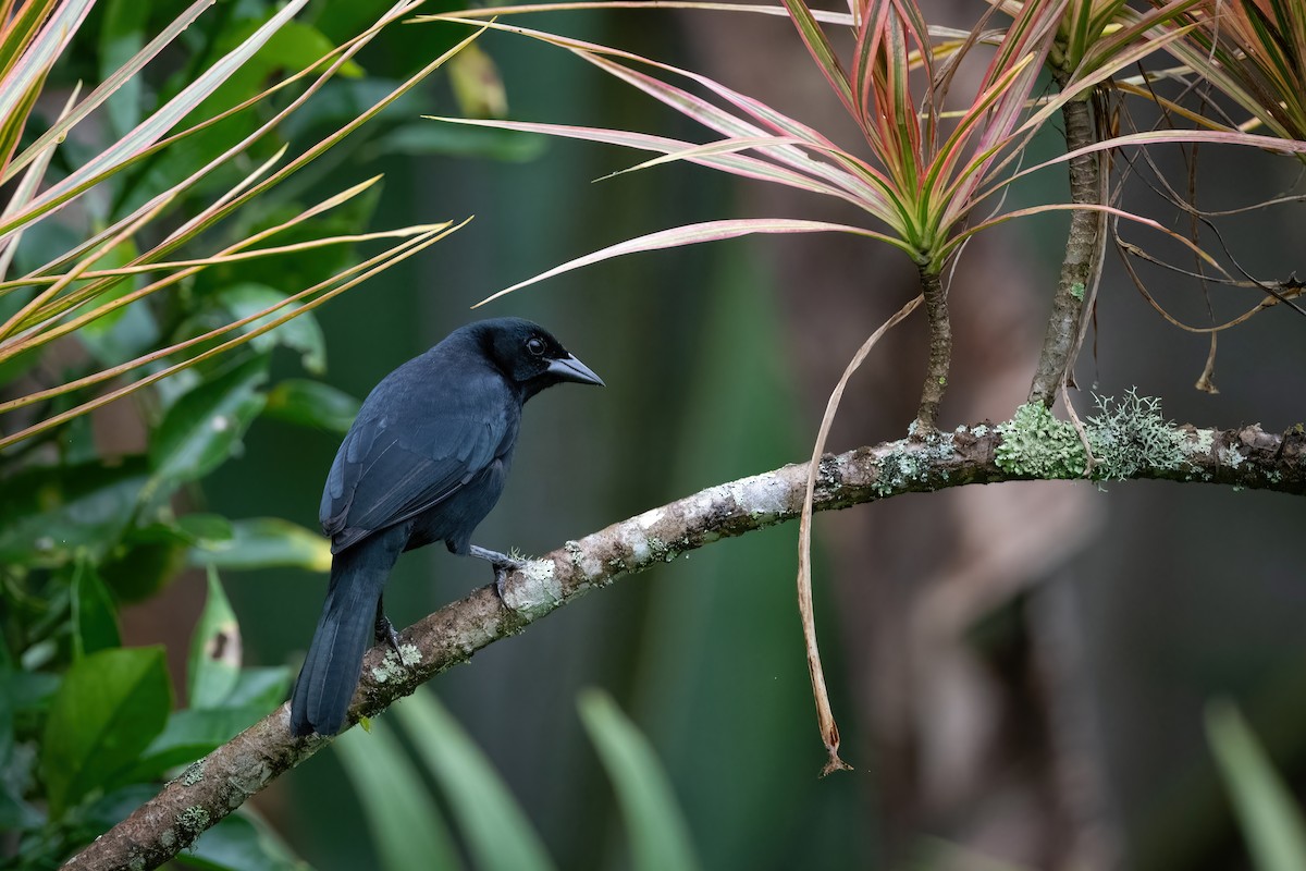 Scrub Blackbird - ML417983671