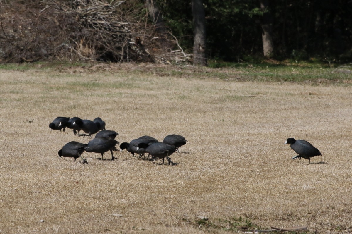 American Coot - ML417983811