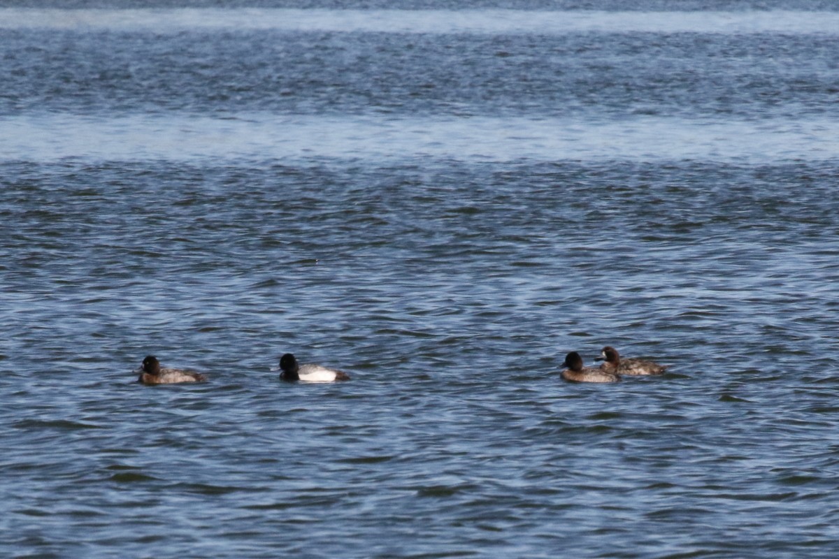 Lesser Scaup - ML417983921