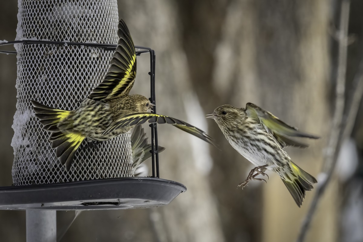 Pine Siskin - Julie Blondeau 🪶