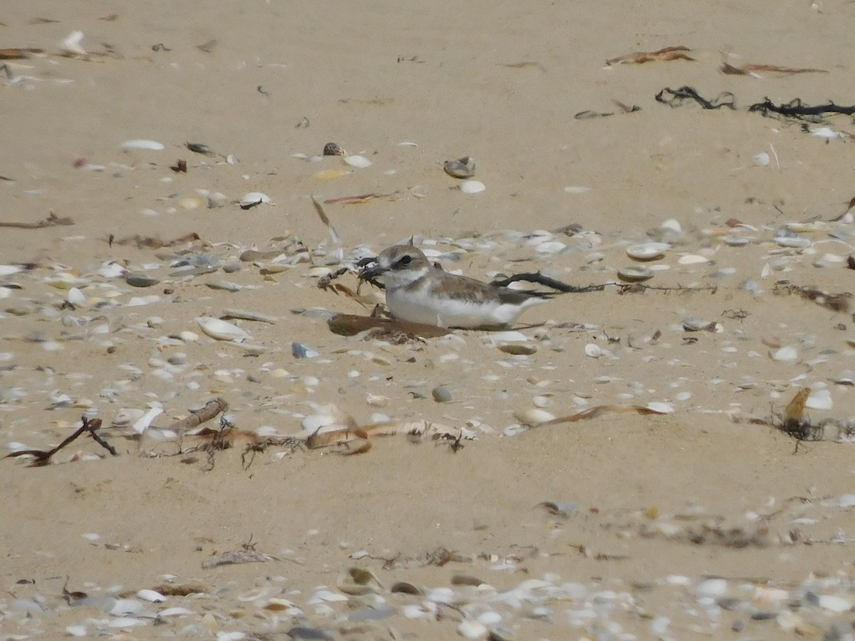 Greater Sand-Plover - ML417985261