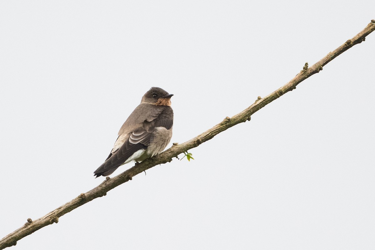 Southern Rough-winged Swallow - ML417985611