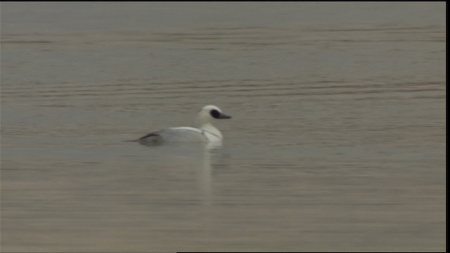 Smew - ML417986