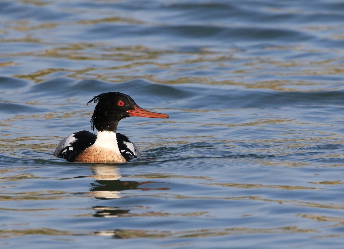 Red-breasted Merganser - ML417986451