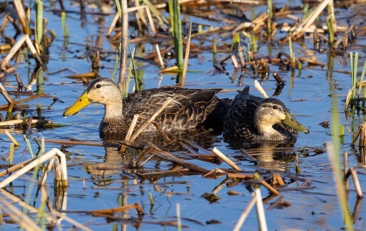 Mottled Duck (Gulf Coast) - Ian Davies