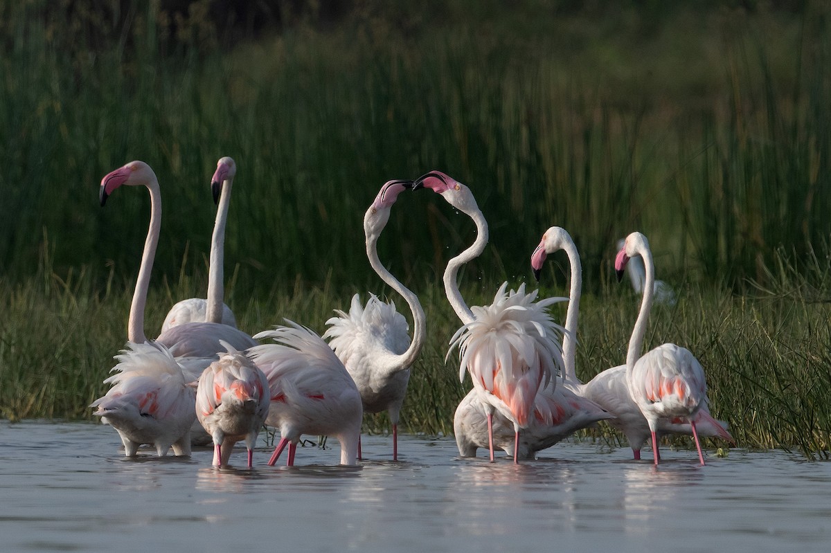 Greater Flamingo - Yash Kothiala