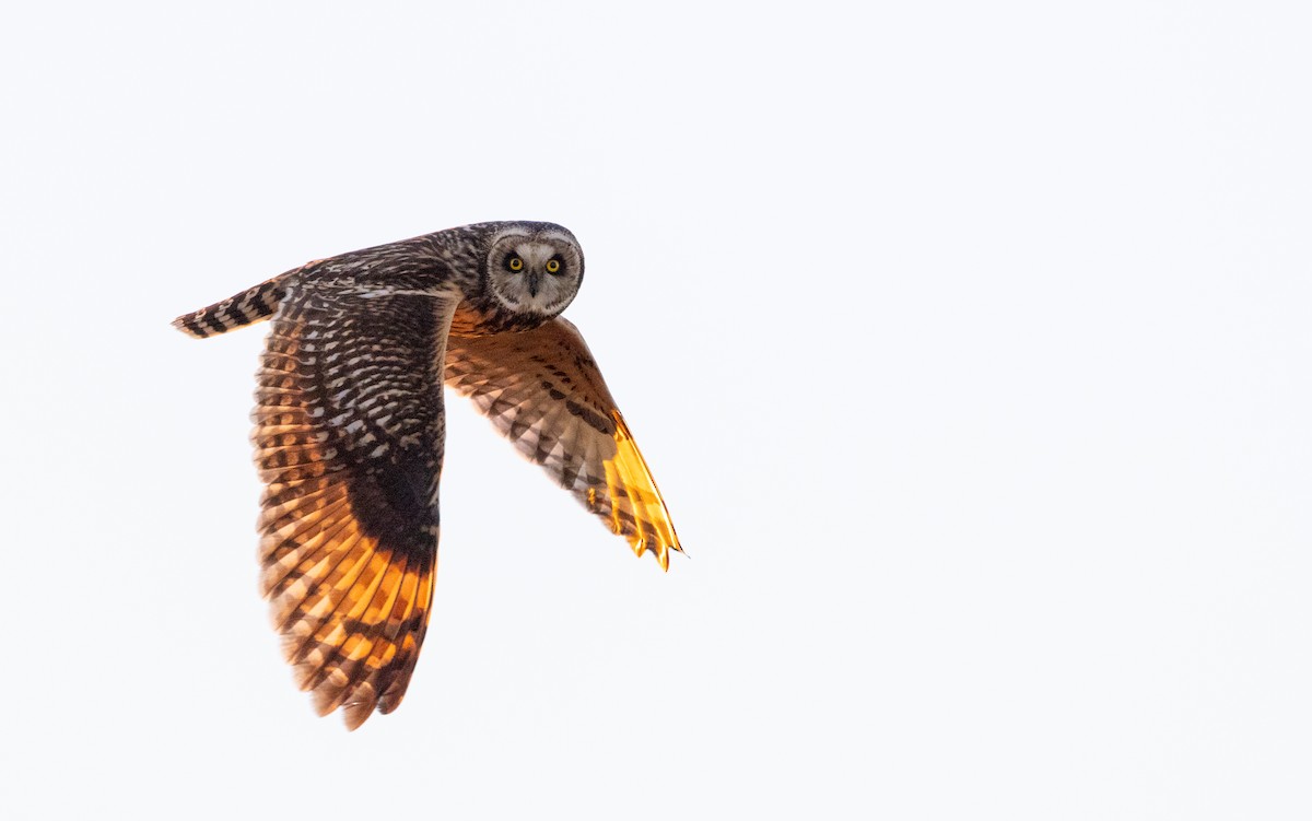kalous pustovka (ssp. flammeus) - ML417991101