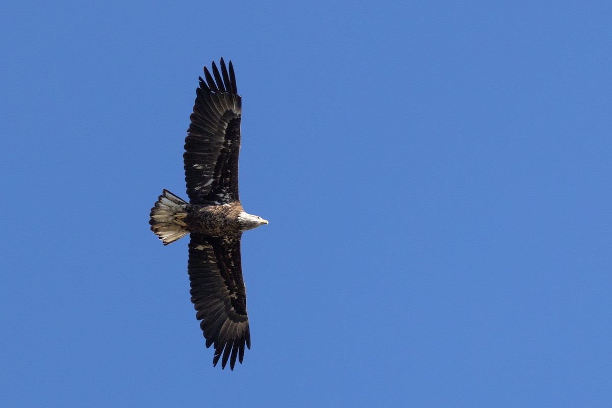 Bald Eagle - ML417991351