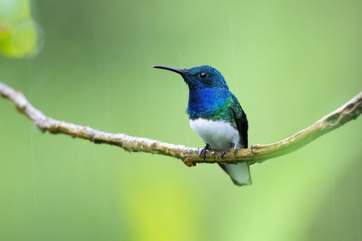 White-necked Jacobin - Adam Jackson