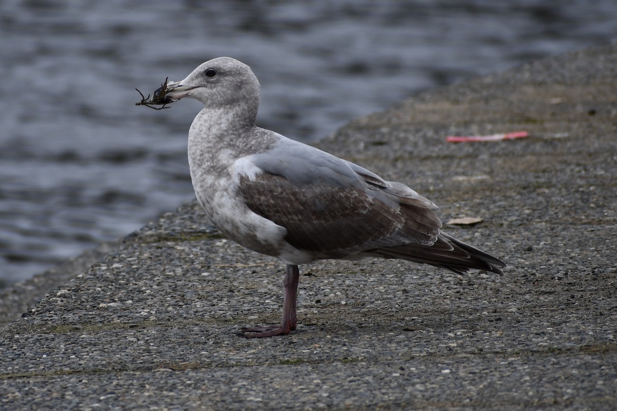 Western x Glaucous-winged Gull (hybrid) - ML417993421