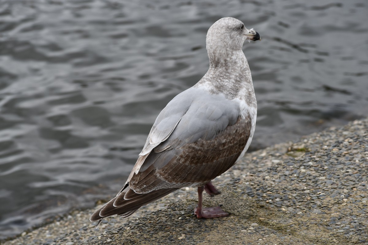 Western x Glaucous-winged Gull (hybrid) - ML417993921