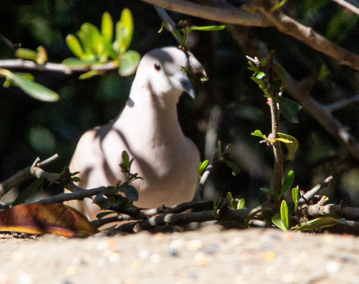 Eurasian Collared-Dove - ML417993961